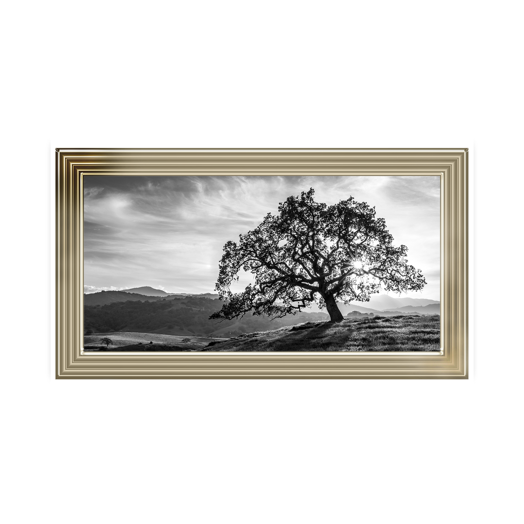 Lone tree black and white
