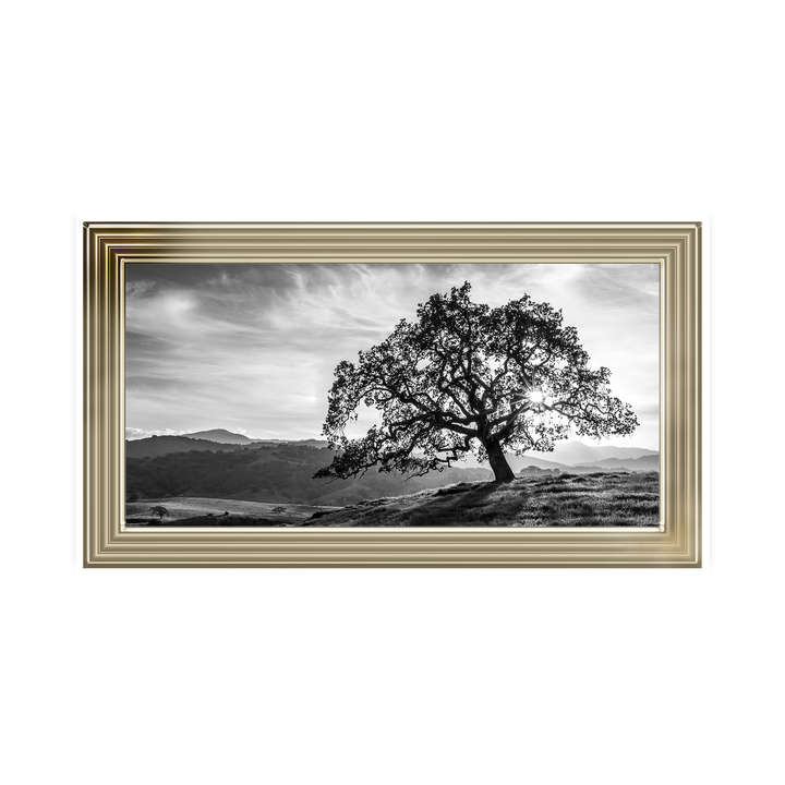 Lone tree black and white