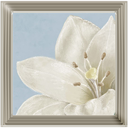 FL018 White amaryllis II