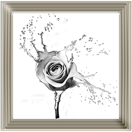 FL016 Rose Splash White