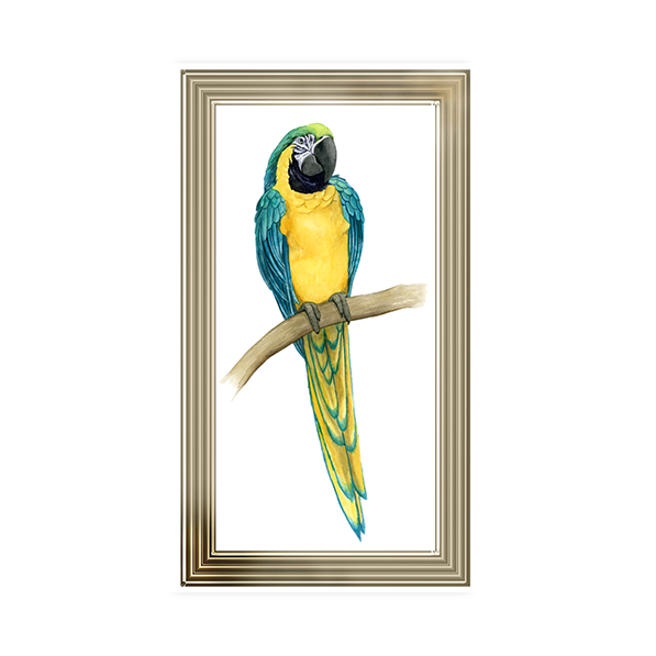 Teal Macaw II