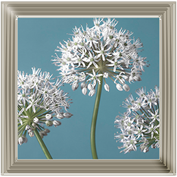 FL043 Three Alliums