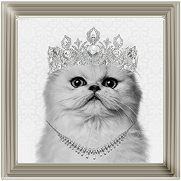 Cat AN057