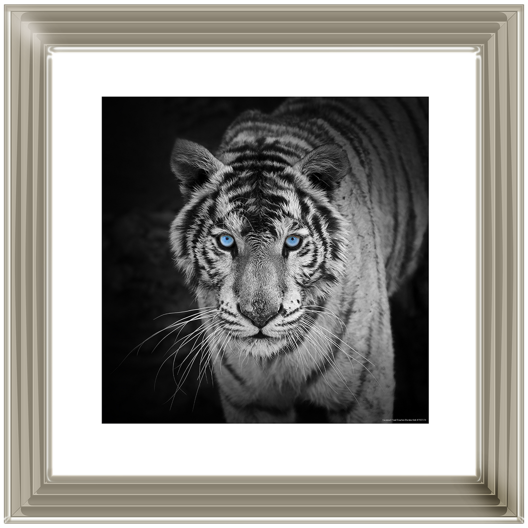 AN001 Blue Eyes Tiger