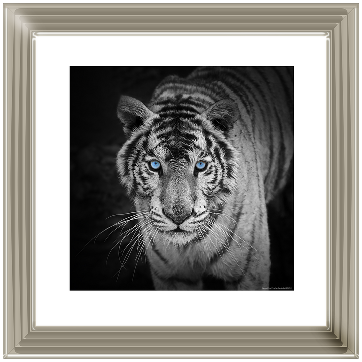 AN001 Blue Eyes Tiger