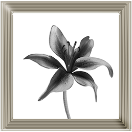 FL012 Lily