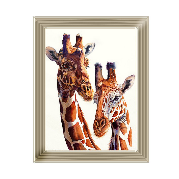 Safari Giraffes