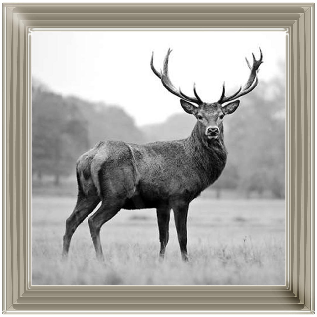 AN007 Proud Deer
