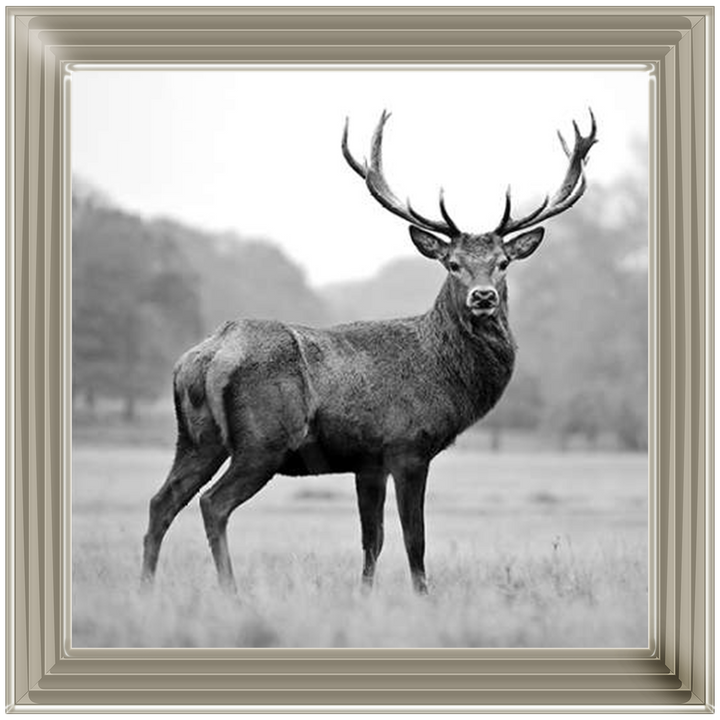 AN007 Proud Deer