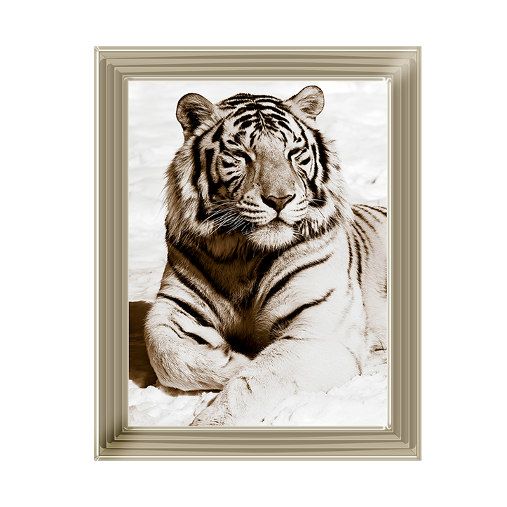 AN043 African Animals Series - Tiger A