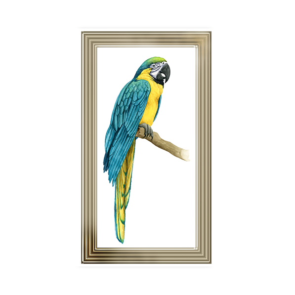 Teal Macaw I