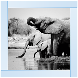 AN037 Namibia Elephants