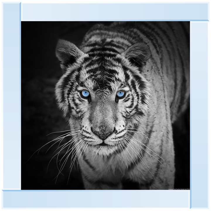 AN001 Blue Eyes Tiger
