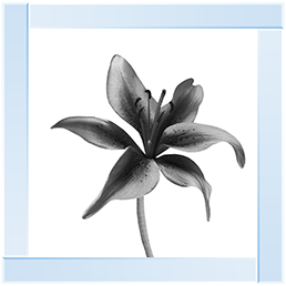 FL012 Lily