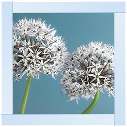 Two Allium flowers