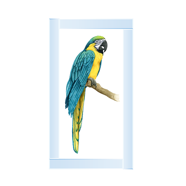 Teal Macaw I