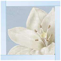 FL018 White amaryllis II