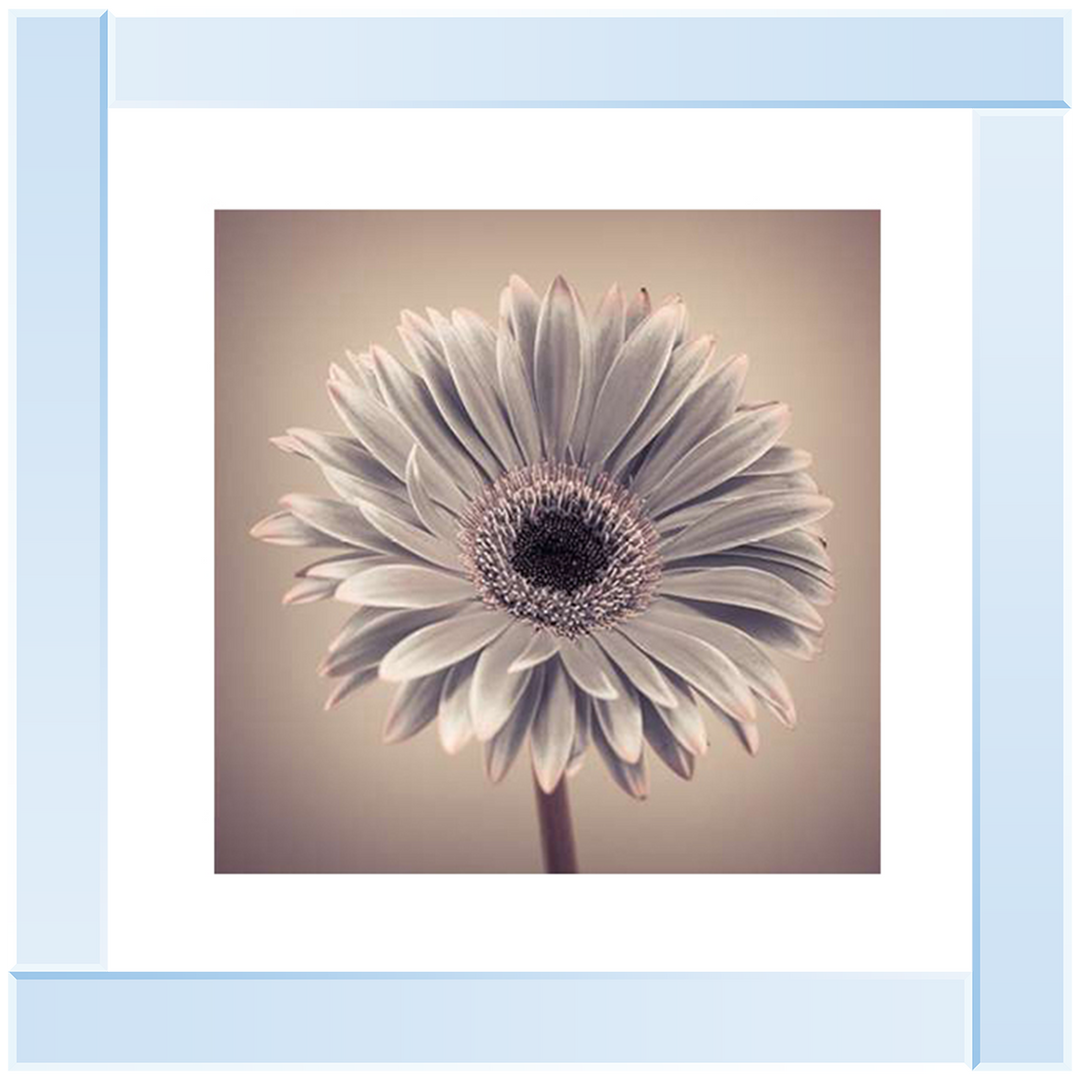 FL013 Pink Gerbera 1