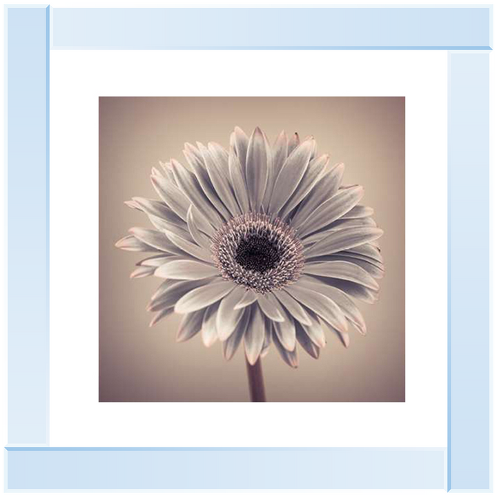 FL013 Pink Gerbera 1
