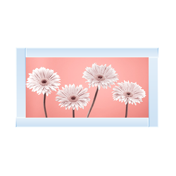 Four Gerberas Nude/White
