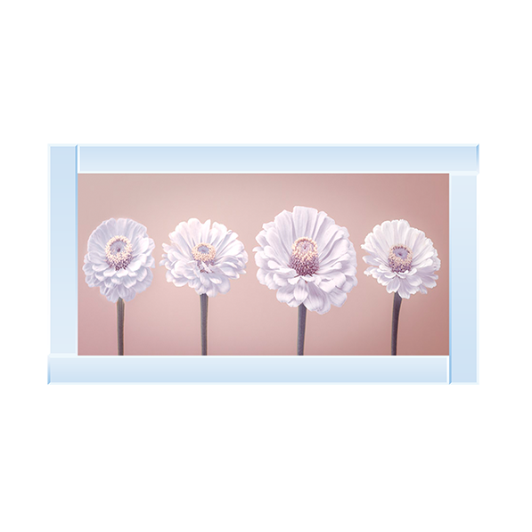 Four Zinnias in a row nude pink