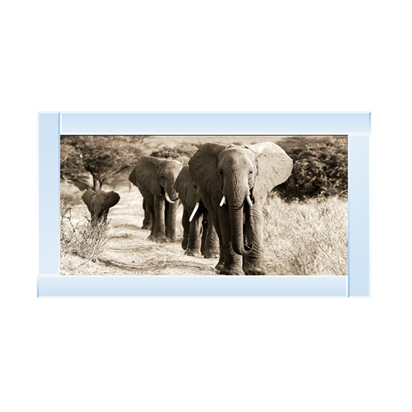 Herd of African Elephants- Kenya