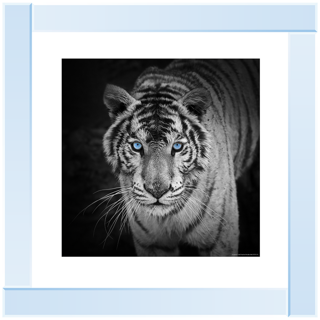 AN001 Blue Eyes Tiger