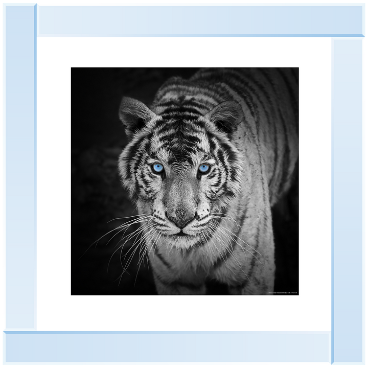 AN001 Blue Eyes Tiger