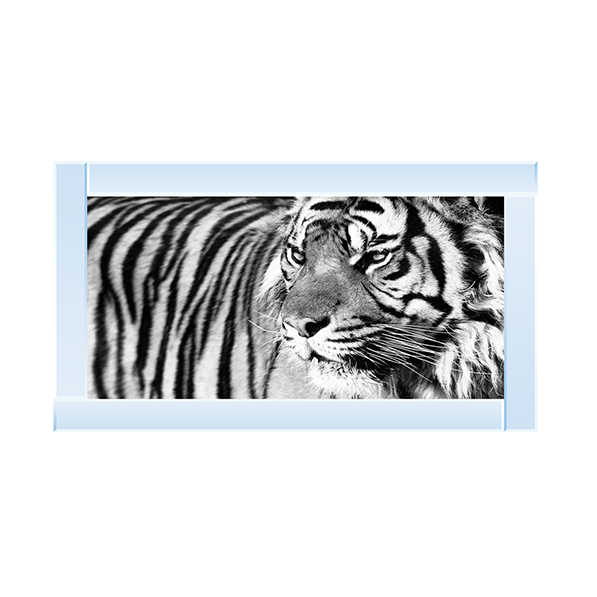 Tiger Eyes