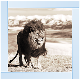 AN046 African Animals Series - Lion A