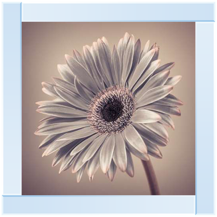 FL014 Pink Gerbera 2