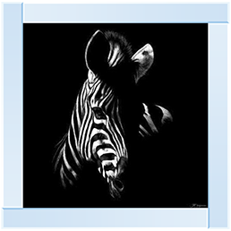 Wildlife Scratchboards V