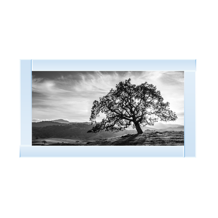Lone tree black and white