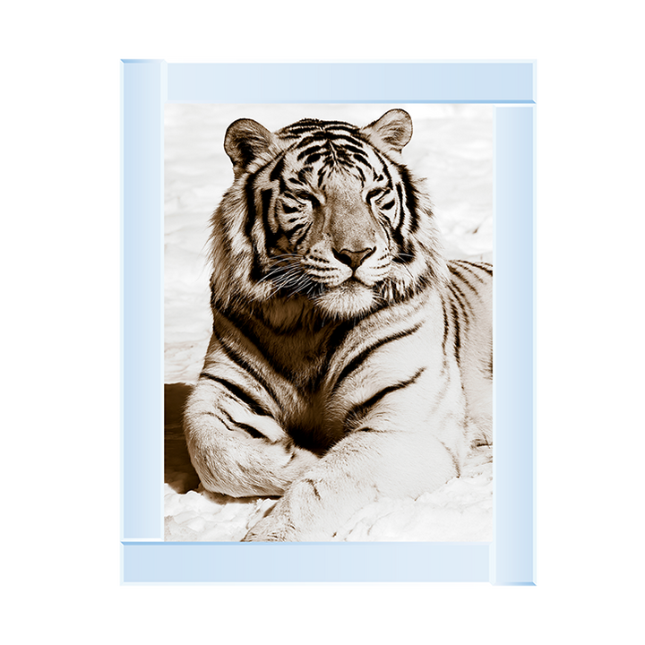 AN043 African Animals Series - Tiger A