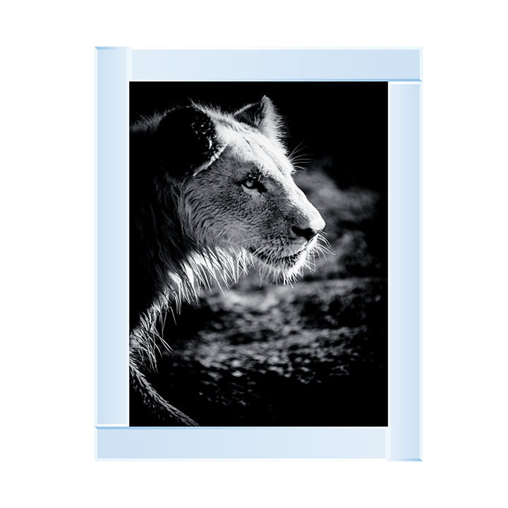 Male Lion III