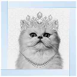 Cat AN057