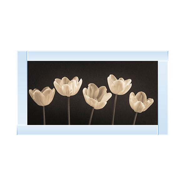 Five Tulips in a row