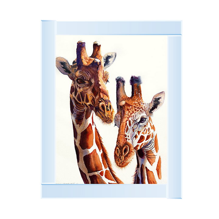 Safari Giraffes