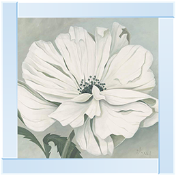 White poppy