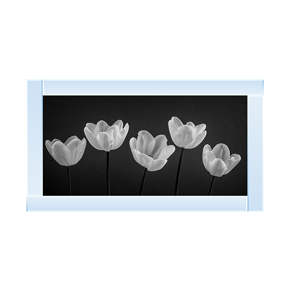 Five Tulips in a row