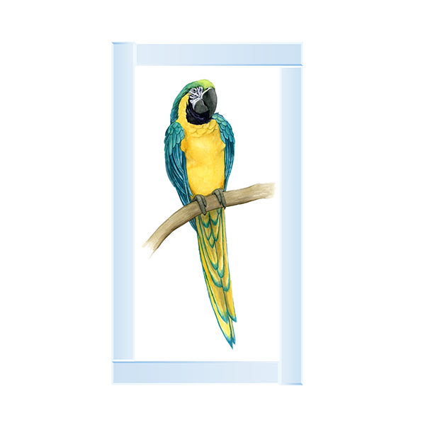 Teal Macaw II