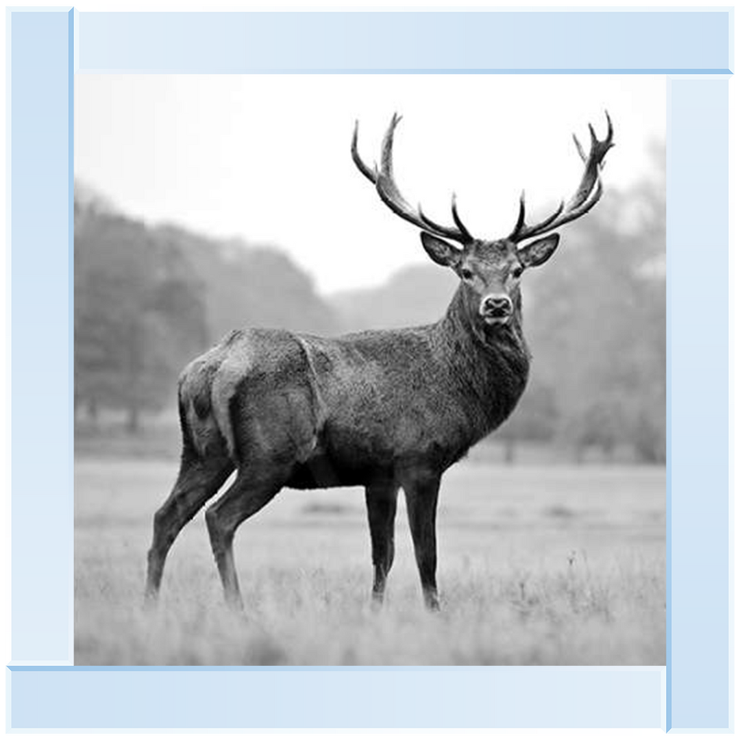 AN007 Proud Deer