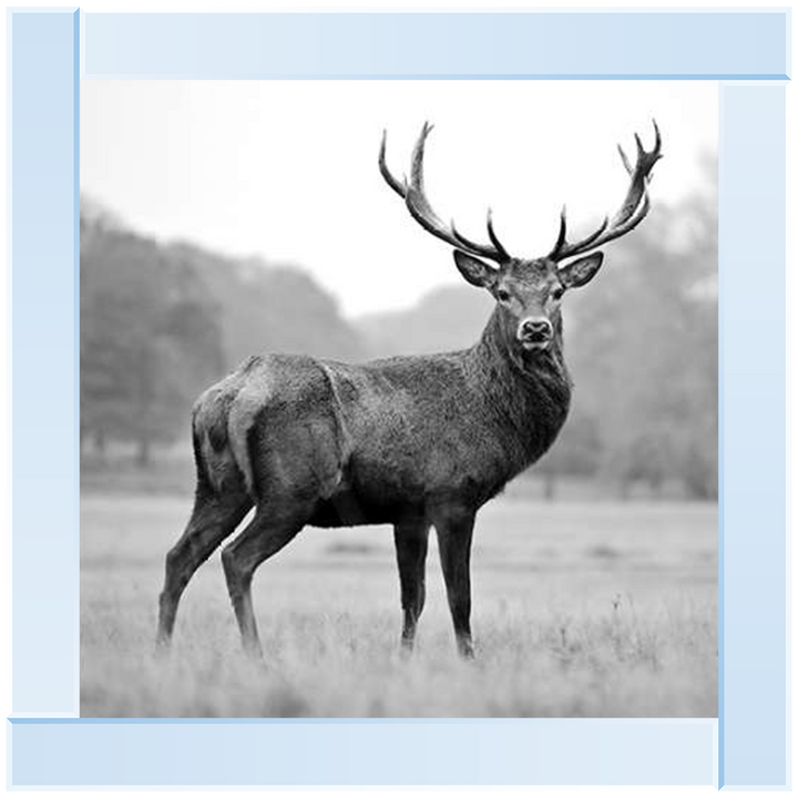 AN007 Proud Deer