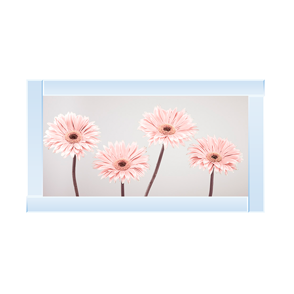 Set of 4 Gerberas nude pink