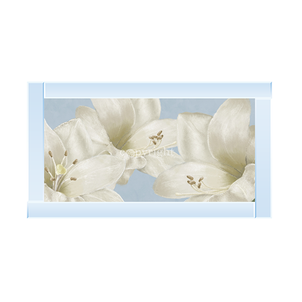 White Amaryllis III