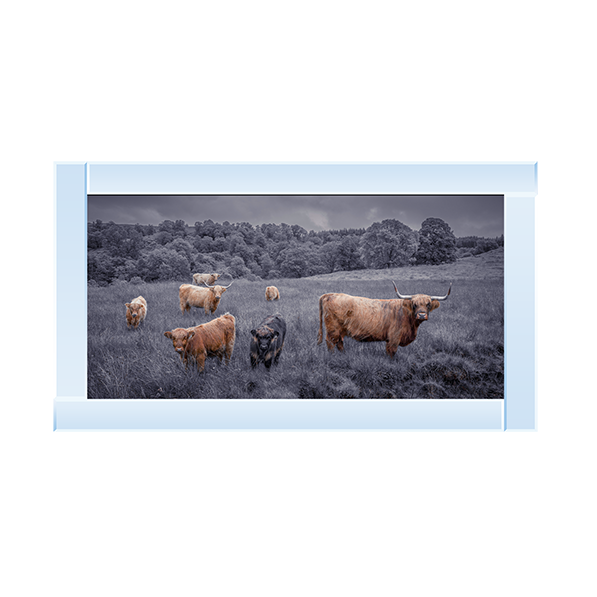 Highland Cows Black & White