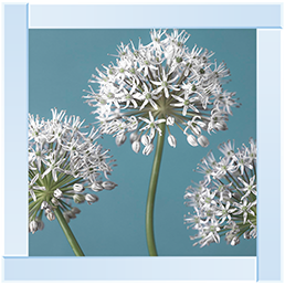 FL043 Three Alliums
