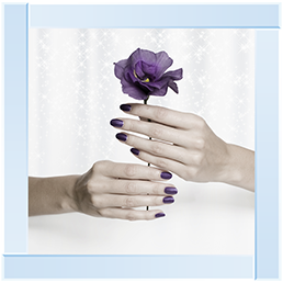 Purple Rose