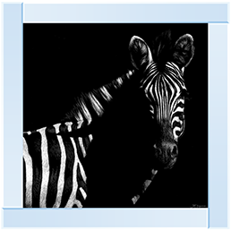 Wildlife Scratchboards IV
