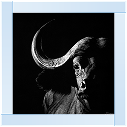 Wildlife Scratchboards VIII